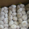 Reliable Supplier for Pure White Garlic (5.5cm and up)